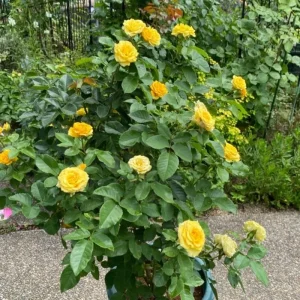 Yellow Minirose Live Plant – Vibrant Flowers – 4-6 Inch Tall – Indoor/Outdoor - Image 6