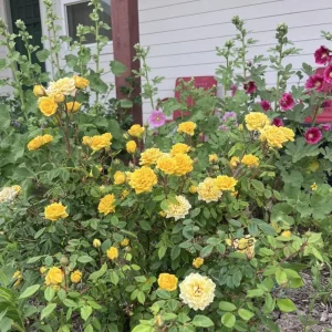 Yellow Minirose Live Plant – Vibrant Flowers – 4-6 Inch Tall – Indoor/Outdoor - Image 7