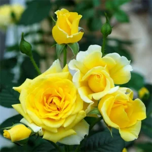Yellow Minirose Live Plant – Vibrant Flowers – 4-6 Inch Tall – Indoor/Outdoor - Image 9