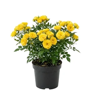 Yellow Minirose Live Plant – Vibrant Flowers – 4-6 Inch Tall – Indoor/Outdoor - Image 1
