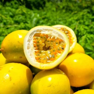 Yellow Passion Fruit Live Plant – Sweet Passiflora Vine – 3-5 Inches Tall – Outdoor - Image 2