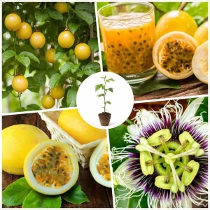 Yellow Passion Fruit Live Plant – Sweet Passiflora Vine – 3-5 Inches Tall – Outdoor - Image 4