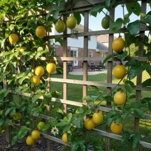 Yellow Passion Fruit Live Plant – Sweet Passiflora Vine – 3-5 Inches Tall – Outdoor - Image 5