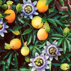Yellow Passion Fruit Live Plant – Sweet Passiflora Vine – 3-5 Inches Tall – Outdoor - Image 7