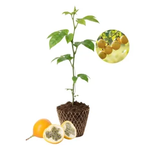 Yellow Passion Fruit Live Plant – Sweet Passiflora Vine – 3-5 Inches Tall – Outdoor - Image 1