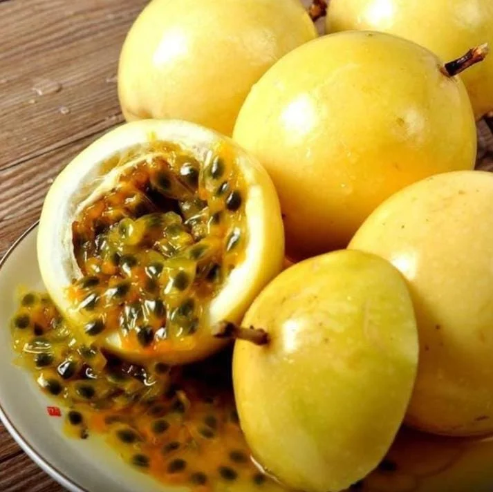 Yellow Passion Fruit Live Plant – Tropical Vine – 4 Inch Pot – 10-12 Inches Tall - Image 1