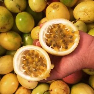 Yellow Passion Fruit Live Plant – Tropical Vine – 4 Inch Pot – 10-12 Inches Tall - Image 3