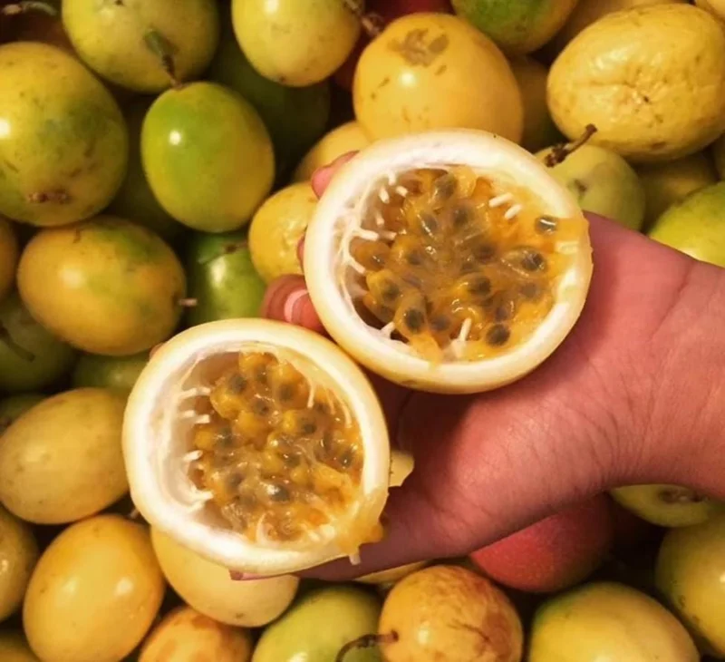 Yellow Passion Fruit Live Plant – Tropical Vine – 4 Inch Pot – 10-12 Inches Tall - Image 3