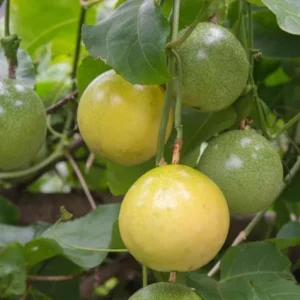 Yellow Passion Fruit Live Plant – Tropical Vine – 4 Inch Pot – 10-12 Inches Tall - Image 5