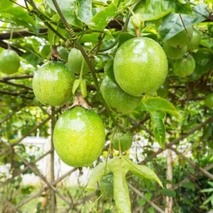 Yellow Passion Fruit Live Plant – Tropical Vine – 4 Inch Pot – 10-12 Inches Tall - Image 6