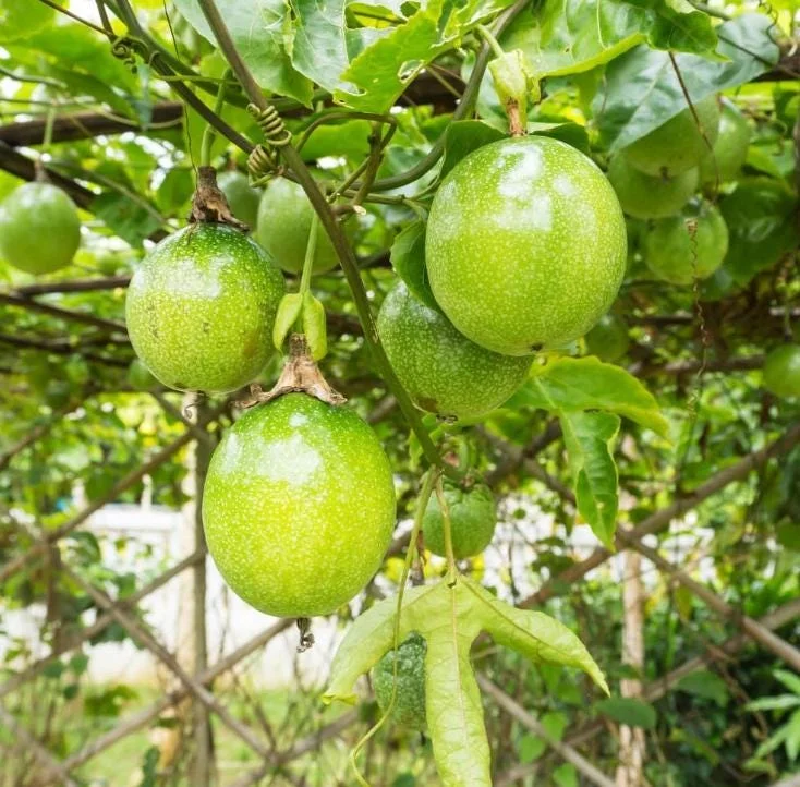 Yellow Passion Fruit Live Plant – Tropical Vine – 4 Inch Pot – 10-12 Inches Tall - Image 6