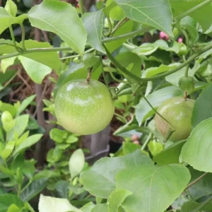 Yellow Passion Fruit Live Plant – Tropical Vine – 4 Inch Pot – 10-12 Inches Tall - Image 7