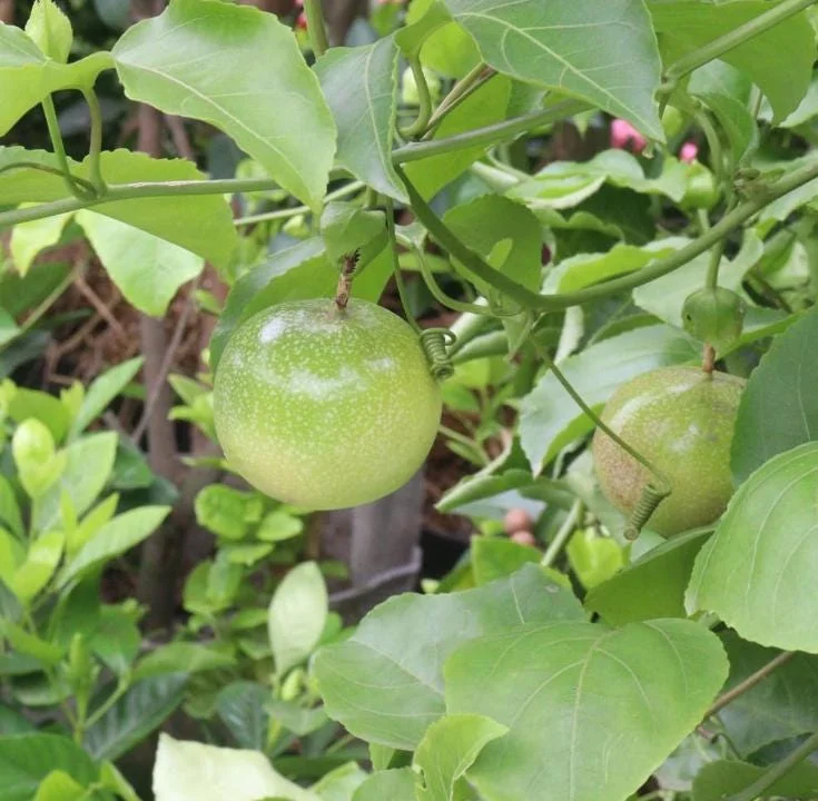 Yellow Passion Fruit Live Plant – Tropical Vine – 4 Inch Pot – 10-12 Inches Tall - Image 7