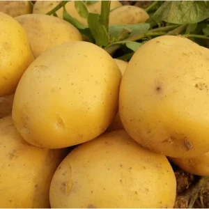 Yellow Potato Whole Tubers - 2 Lbs Seeds for Planting, Outdoor Vegetable - Image 2