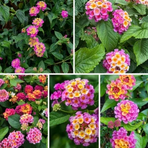 Yellow to Orange-Pink Lantana Live Plant - 6-10 Inches Tall, Perennial Flower - Image 10