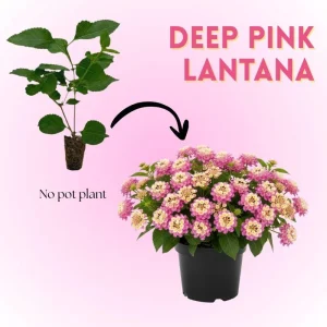Yellow to Orange-Pink Lantana Live Plant - 6-10 Inches Tall - Outdoor Perennial Flower - Image 2