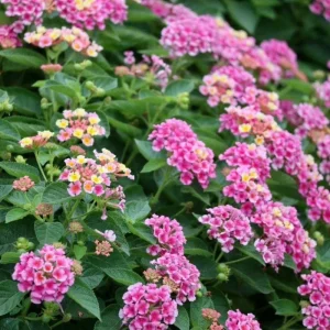 Yellow to Orange-Pink Lantana Live Plant - 6-10 Inches Tall, Perennial Flower - Image 3