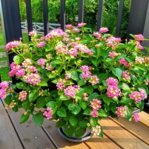Yellow to Orange-Pink Lantana Live Plant - 6-10 Inches Tall - Outdoor Perennial Flower - Image 4
