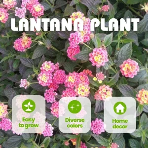 Yellow to Orange-Pink Lantana Live Plant - 6-10 Inches Tall, Perennial Flower - Image 5