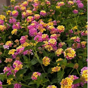 Yellow to Orange-Pink Lantana Live Plant - 6-10 Inches Tall, Perennial Flower - Image 6