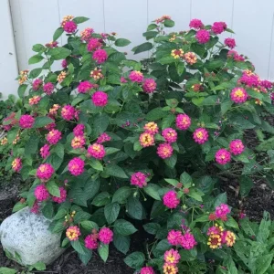 Yellow to Orange-Pink Lantana Live Plant - 6-10 Inches Tall, Perennial Flower - Image 7