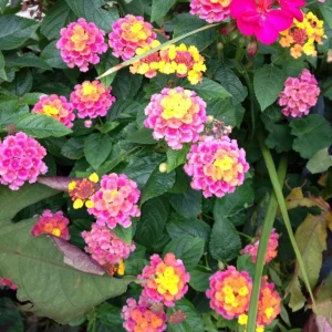 Yellow to Orange-Pink Lantana Live Plant - 6-10 Inches Tall - Outdoor Perennial Flower - Image 8