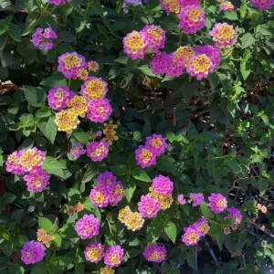 Yellow to Orange-Pink Lantana Live Plant - 6-10 Inches Tall, Perennial Flower - Image 9