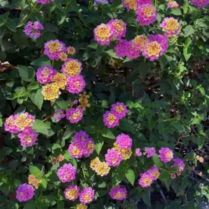 Yellow to Orange-Pink Lantana Live Plant - 6-10 Inches Tall - Outdoor Perennial Flower - Image 9