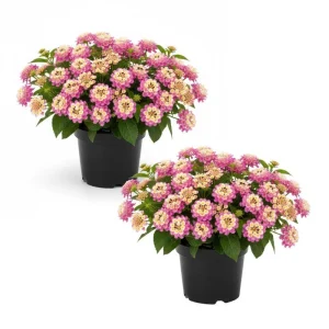 Yellow to Orange-Pink Lantana Live Plant - 6-10 Inches Tall, Perennial Flower - Image 1