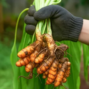 Yellow Turmeric Live Starter Plants - 2 Pack, 4-6 Inch Tall Rhizomes for Growing, Curcuma Longa Herb - Image 2