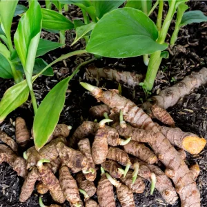 Yellow Turmeric Live Starter Plants - 2 Pack, 4-6 Inch Tall Rhizomes for Growing, Curcuma Longa Herb - Image 3