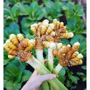 Yellow Turmeric Live Starter Plants - 2 Pack, 4-6 Inch Tall Rhizomes for Growing, Curcuma Longa Herb - Image 4