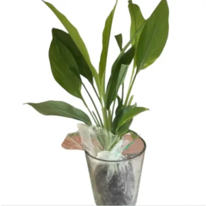 Yellow Turmeric Live Starter Plants - 2 Pack, 4-6 Inch Tall Rhizomes for Growing, Curcuma Longa Herb - Image 5