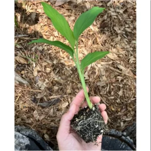 Yellow Turmeric Live Starter Plants - 2 Pack, 4-6 Inch Tall Rhizomes for Growing, Curcuma Longa Herb - Image 7