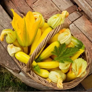 Yellow Zucchini Live Plant – 4 Inch Pot, 4-6 Inch Tall Seedling, Summer Squash - Image 2