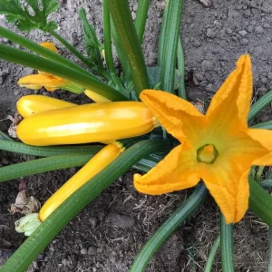 Yellow Zucchini Live Plant – 4 Inch Pot, 4-6 Inch Tall Seedling, Summer Squash - Image 3