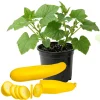 Yellow Zucchini Live Plant – 4 Inch Pot, 4-6 Inch Tall Seedling, Summer Squash - Image 1