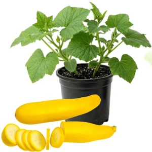 Yellow Zucchini Live Plant – 4 Inch Pot, 4-6 Inch Tall Seedling, Summer Squash - Image 1