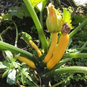 Yellow Zucchini Live Plant – 4 Inch Pot, 4-6 Inch Tall Seedling, Summer Squash - Image 4