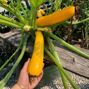 Yellow Zucchini Live Plant – 4 Inch Pot, 4-6 Inch Tall Seedling, Summer Squash - Image 5