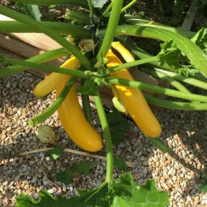 Yellow Zucchini Live Plant – 4 Inch Pot, 4-6 Inch Tall Seedling, Summer Squash - Image 6
