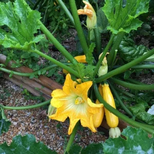 Yellow Zucchini Live Plant – 4 Inch Pot, 4-6 Inch Tall Seedling, Summer Squash - Image 7