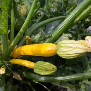 Yellow Zucchini Squash Live Plant Seedlings - 4 Inch Pot (2 Plants) - Outdoor Vegetable Garden - Image 2