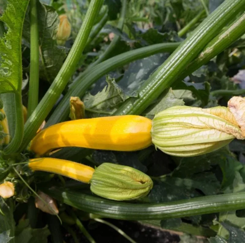 Yellow Zucchini Squash Live Plant Seedlings - 4 Inch Pot (2 Plants) - Outdoor Vegetable Garden - Image 2
