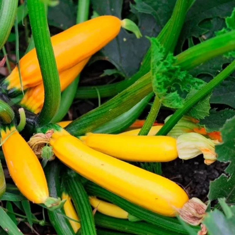 Yellow Zucchini Squash Live Plant Seedlings - 4 Inch Pot (2 Plants) - Outdoor Vegetable Garden - Image 3
