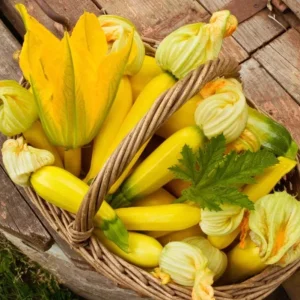 Yellow Zucchini Squash Live Plant Seedlings - 4 Inch Pot (2 Plants) - Outdoor Vegetable Garden - Image 4