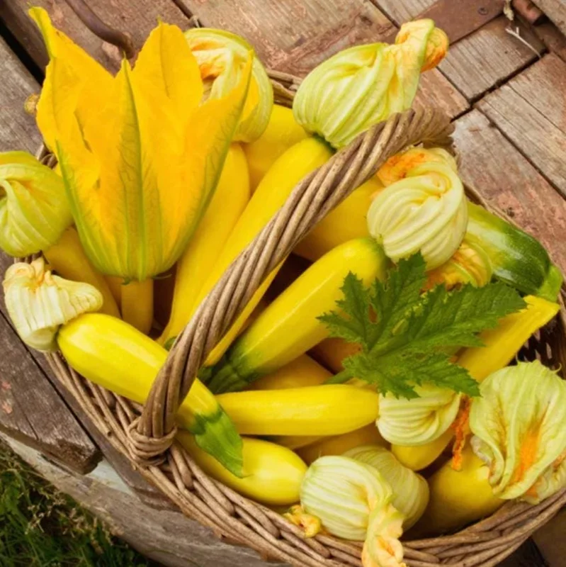 Yellow Zucchini Squash Live Plant Seedlings - 4 Inch Pot (2 Plants) - Outdoor Vegetable Garden - Image 4