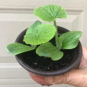 Yellow Zucchini Squash Live Plant Seedlings - 4 Inch Pot (2 Plants) - Outdoor Vegetable Garden - Image 5