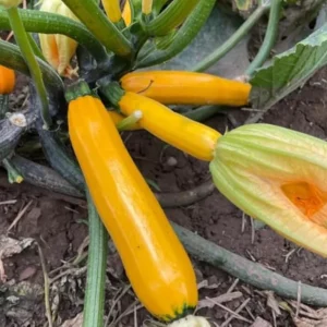 Yellow Zucchini Squash Live Plant Seedlings - 4 Inch Pot (2 Plants) - Outdoor Vegetable Garden - Image 6