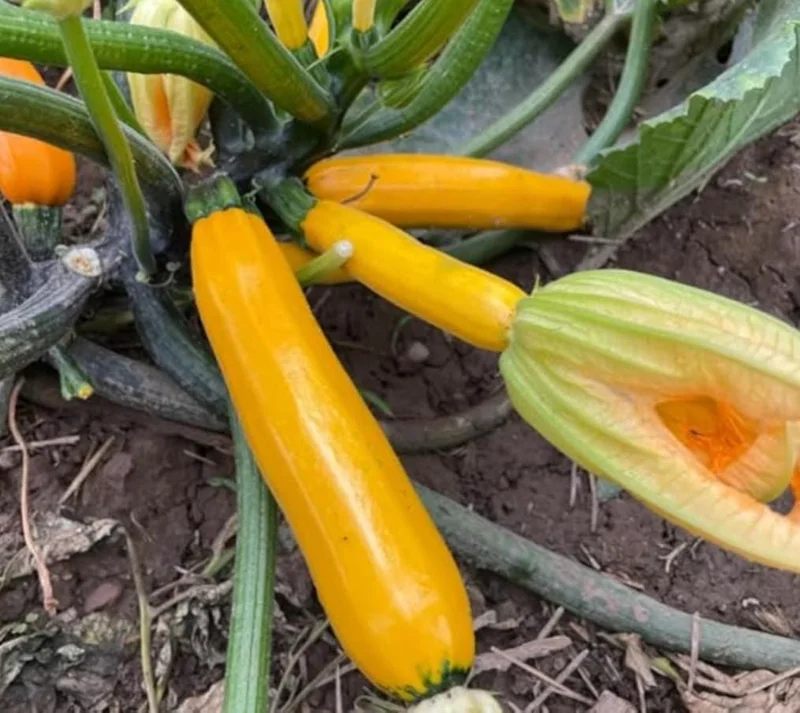 Yellow Zucchini Squash Live Plant Seedlings - 4 Inch Pot (2 Plants) - Outdoor Vegetable Garden - Image 6